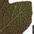 SpeciesSub: var. purpurascens